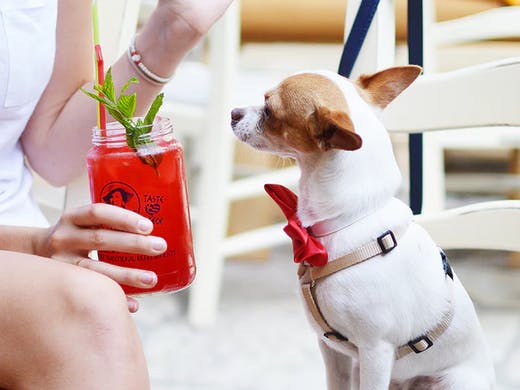 A tiny chihuahua staring at its owner's glass of red juice