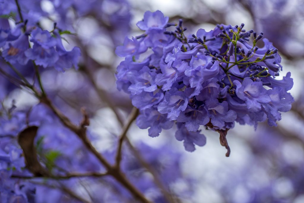 a close up of a bright blue native australian flower in bloom