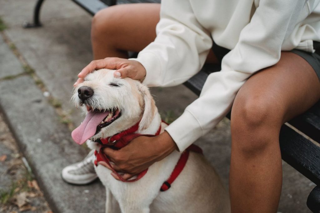 Happy dog being pet by a park bench