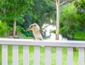 RED HILL, QLD 4059 AUS