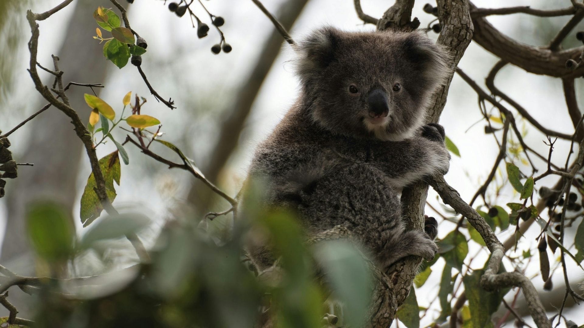 koala in a tree at pullen pullen creek