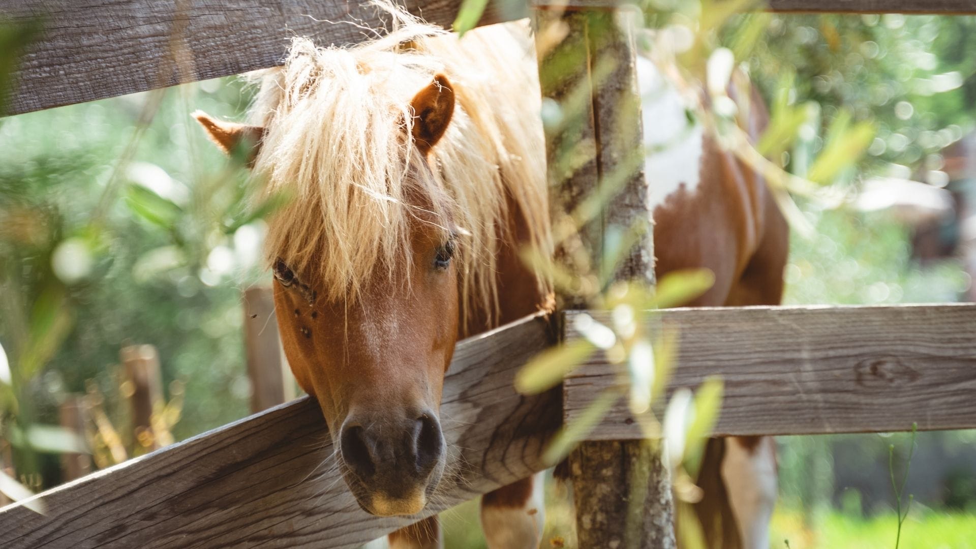 pony through a fence on a property